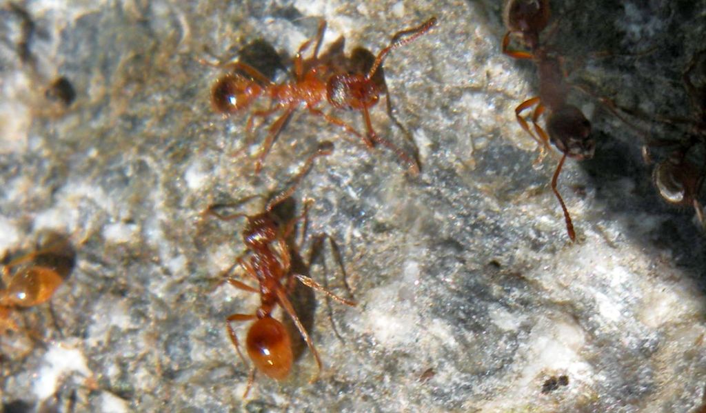 Forse Lasius sp? No. Myrmica sp.